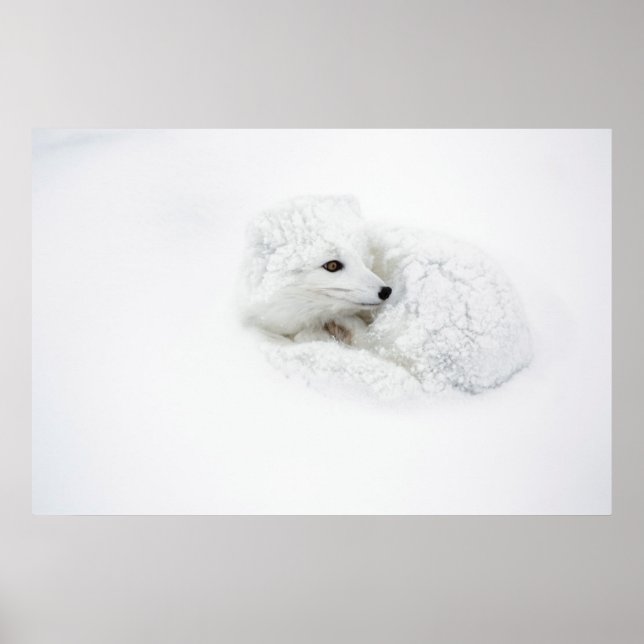 Affiches Renard arctique recroquevillé en hiver (Devant)