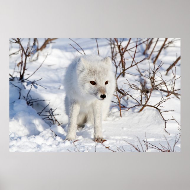Affiches Renard Arctique, Zone de gestion de la faune de Ch (Devant)