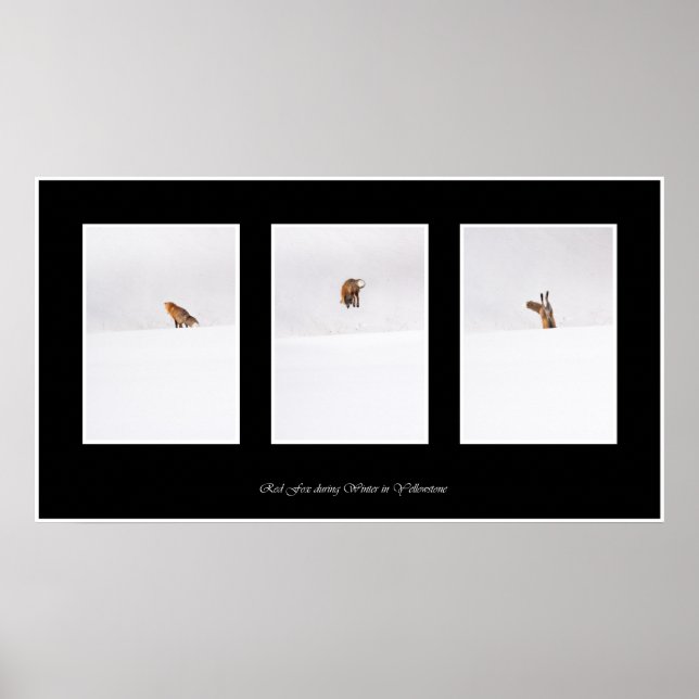 Affiches Renard rouge (Devant)