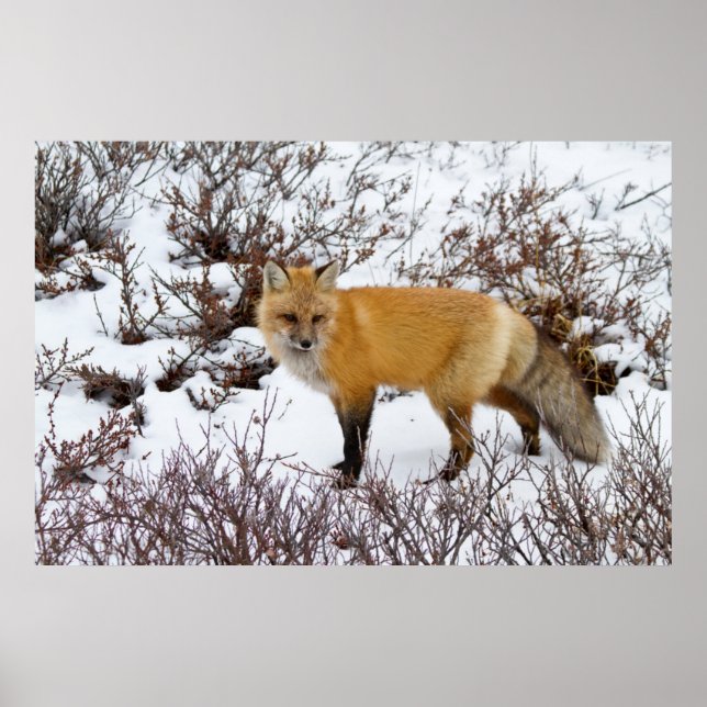 Affiches Renard rouge dans la neige en hiver (Devant)