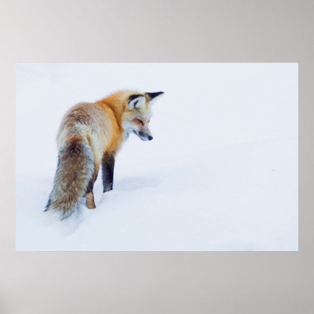 Affiches Renard rouge en hiver (Devant)