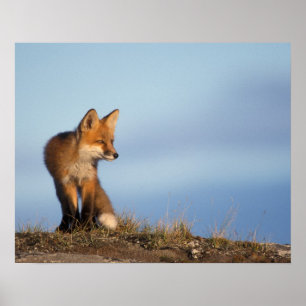 Affiches renard rouge, vulpes de Vulpes, dans les 1002