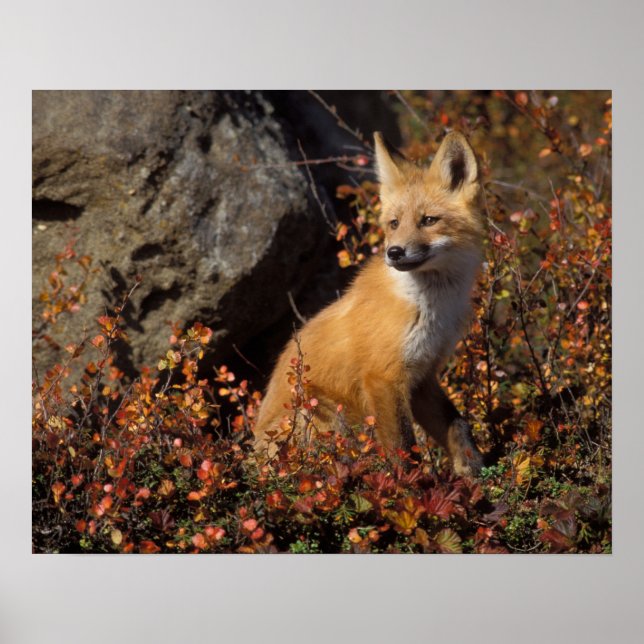 Affiches renard roux, Vulpes vulpes (Devant)