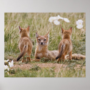 Affiches Renard swift (Vulpes velox) femelle avec des jeune