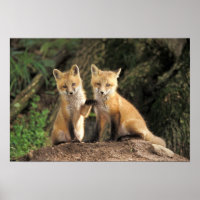 Renardeau roux devant terrier Vulpes vulpes)