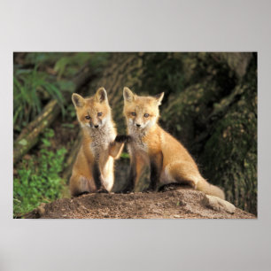 Affiches Renardeau roux devant terrier Vulpes vulpes)