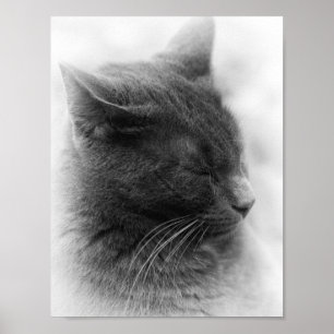 Affiches Repérez le magnifique chat gris impérial