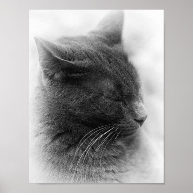 Affiches Repérez le magnifique chat gris impérial (Devant)