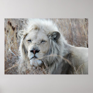 Affiches Repos blanc de lion de l'Afrique du Sud