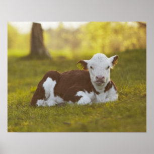 Affiches Repos de veau