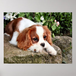 Affiches Repose