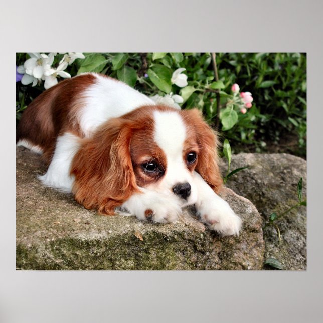 Affiches Repose (Devant)