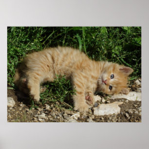 Affiches Repose Tabby Baby