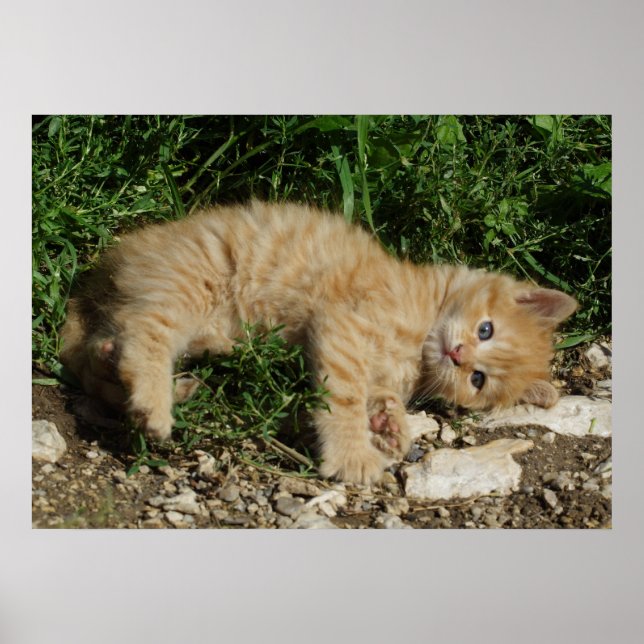 Affiches Repose Tabby Baby (Devant)