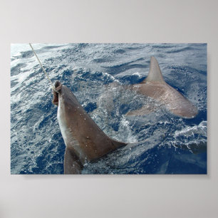 Affiches Requin