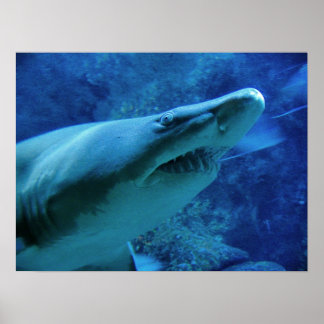 Affiches Requin