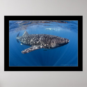 Affiches Requin baleine #5