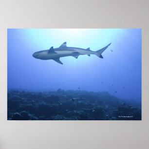 Affiches Requin dans l'océan, vue à faible angle