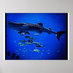 Affiches Requin de baleine