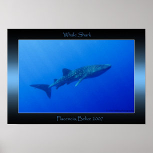Affiches Requin de baleine