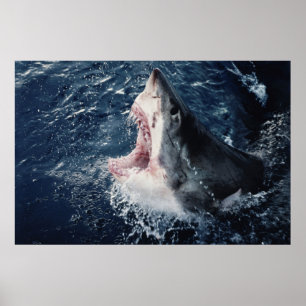 Affiches Requin élevé bouche ouverte