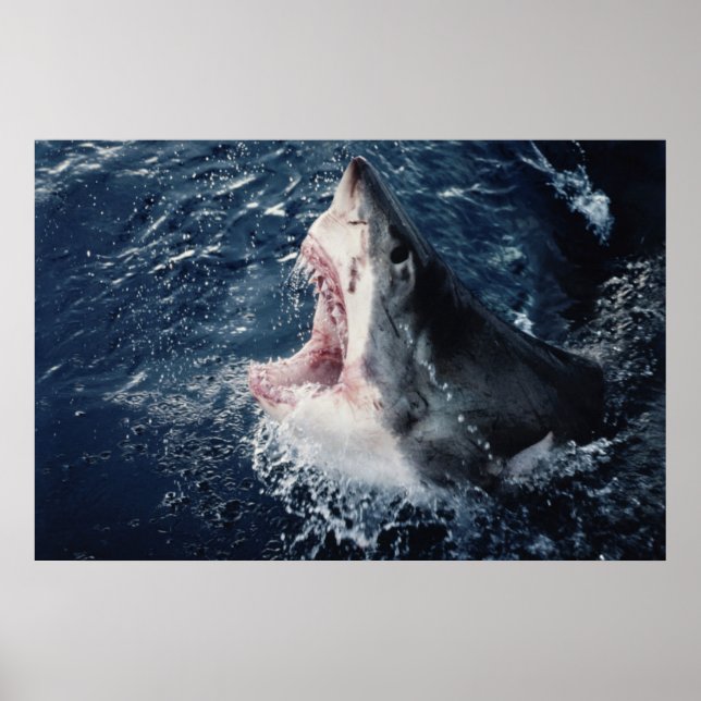 Affiches Requin élevé bouche ouverte (Devant)
