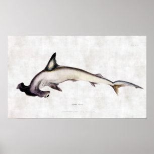 Affiches requin marteau