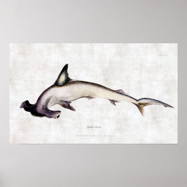 Affiches requin marteau (Devant)