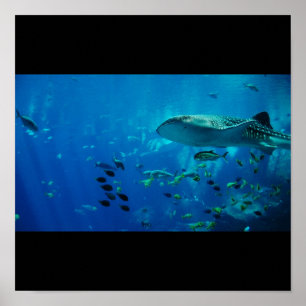 Affiches Requin Poisson Eau Plongée Nage Fins Grey Guy Gal