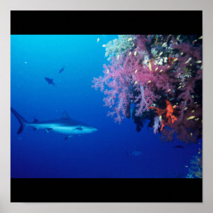 Affiches Requin Poisson Eau Splash Swim Grey Guy Gal