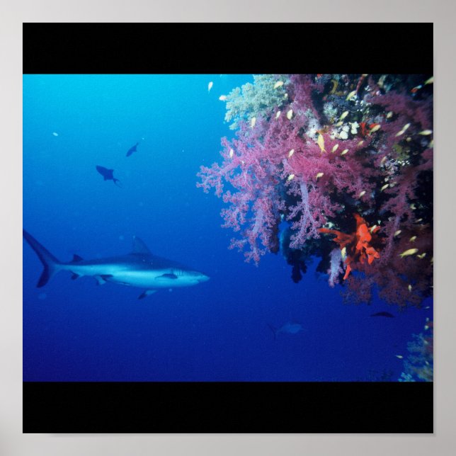 Affiches Requin Poisson Eau Splash Swim Grey Guy Gal (Devant)