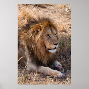 Affiches Réservation nationale de Maasai Mara de lion,