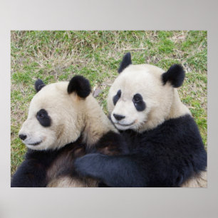 Affiches Réserve de Wolong, Chine, Panda géant embrassant