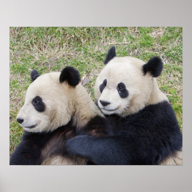 Affiches Réserve de Wolong, Chine, Panda géant embrassant (Devant)