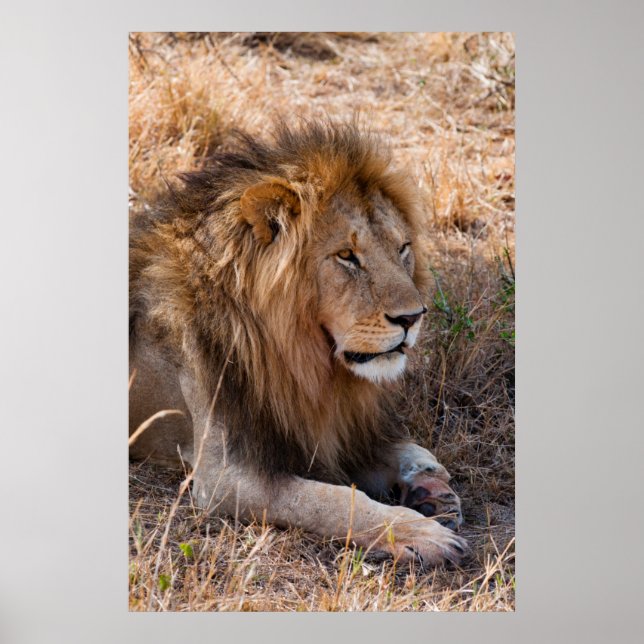 Affiches Réserve nationale du Lion Massai Mara, Kenya (Devant)