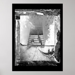 Affiches Réservoir de reptiles
