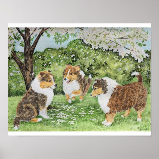 Affiches Ressort Sheltie (Devant)