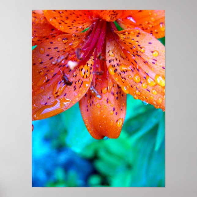 Affiches restes de pluie estivale (Devant)