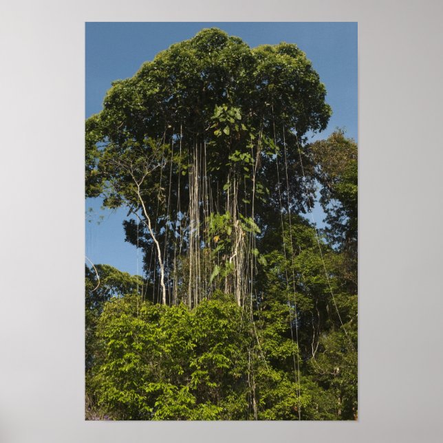 Affiches Rewa River bordure Forêt forestière Guyane (Devant)
