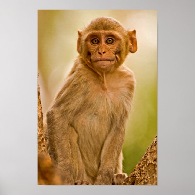 Affiches Rhesus Macaque Baby (Macaca Mulatta) | En Sariska (Devant)