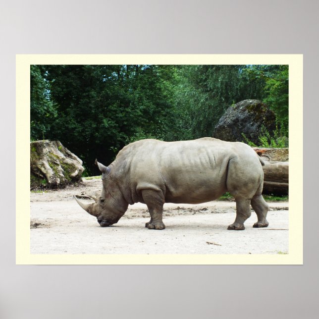Affiches Rhino (Devant)