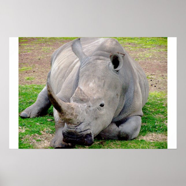 Affiches Rhino blanc (Devant)