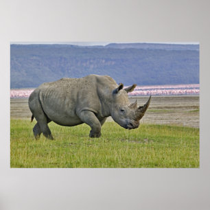 Affiches Rhinocéros blanc et flamants nains lointains,
