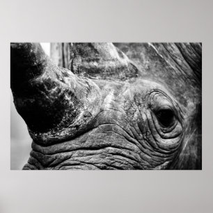 Affiches Rhinocéros de B&W