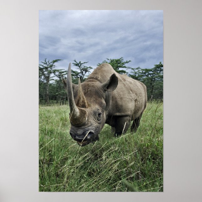Affiches Rhinoceros noirs, Diceros bicornis, Kenya (Devant)