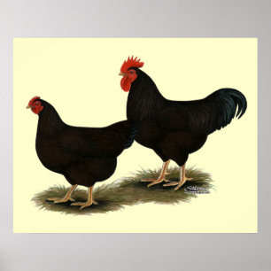 Affiches Rhode Island Red Bantams