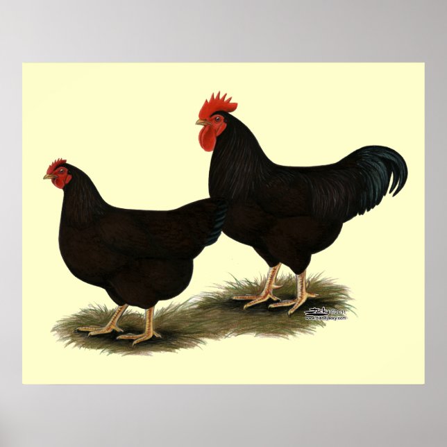 Affiches Rhode Island Red Bantams (Devant)