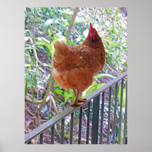 Affiches Rhode Island Red Hen