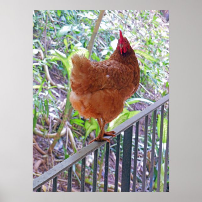 Affiches Rhode Island Red Hen (Devant)