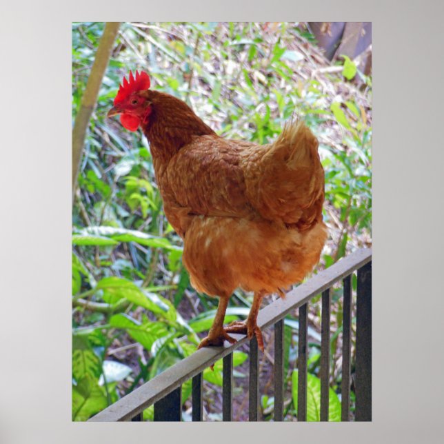 Affiches Rhode Island Red Hen (Devant)